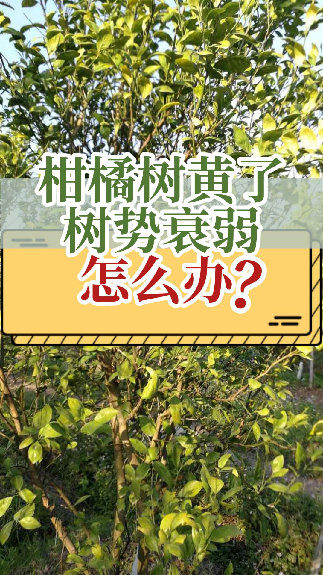 柑橘膨果期黃樹黃葉怎么辦