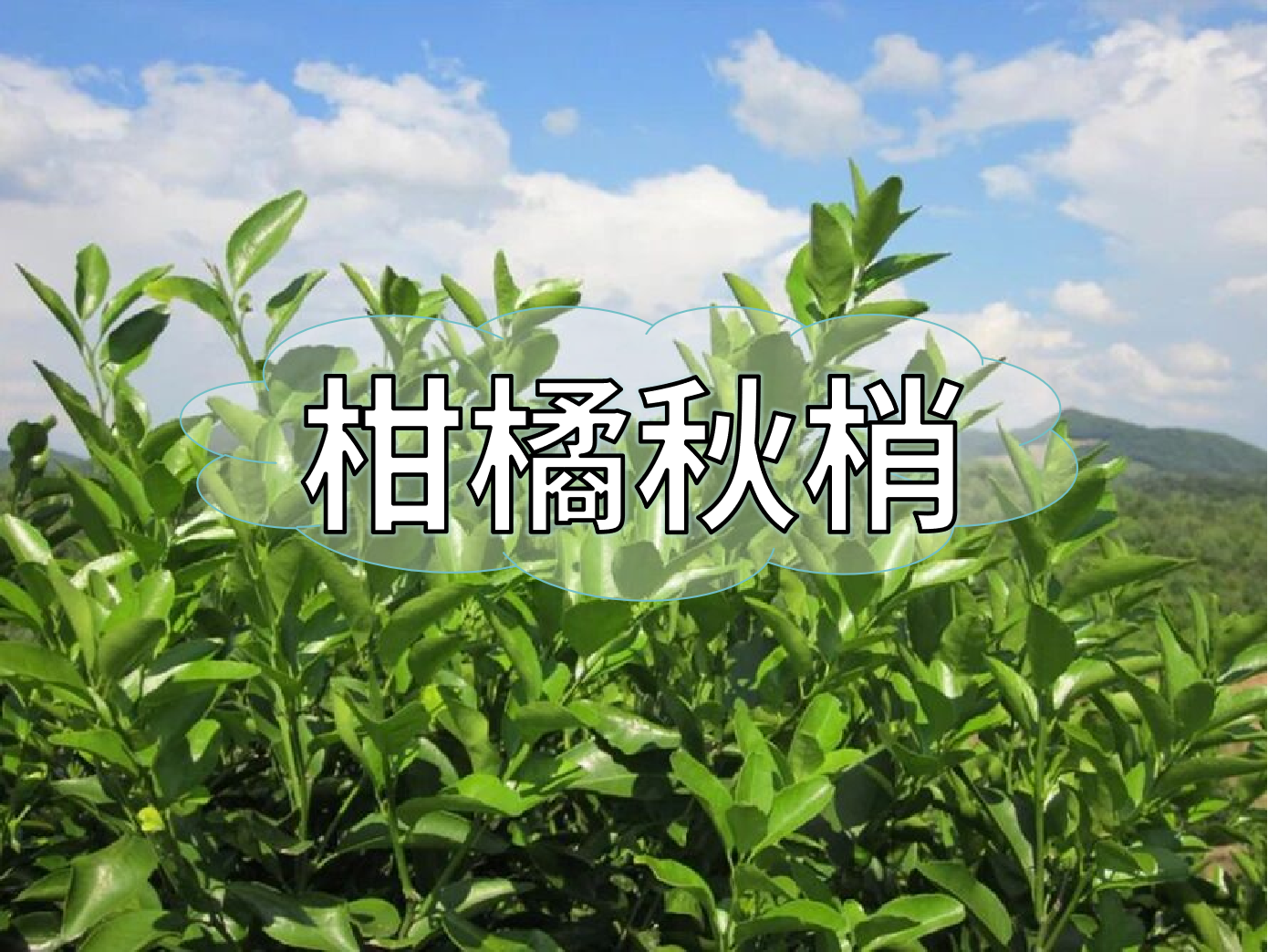 柑橘秋梢不老熟？別慌！這樣促熟保豐收