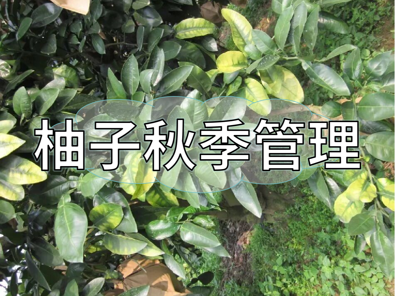 柚子采前增甜提質(zhì)、采后養(yǎng)樹促花，兩步搞定