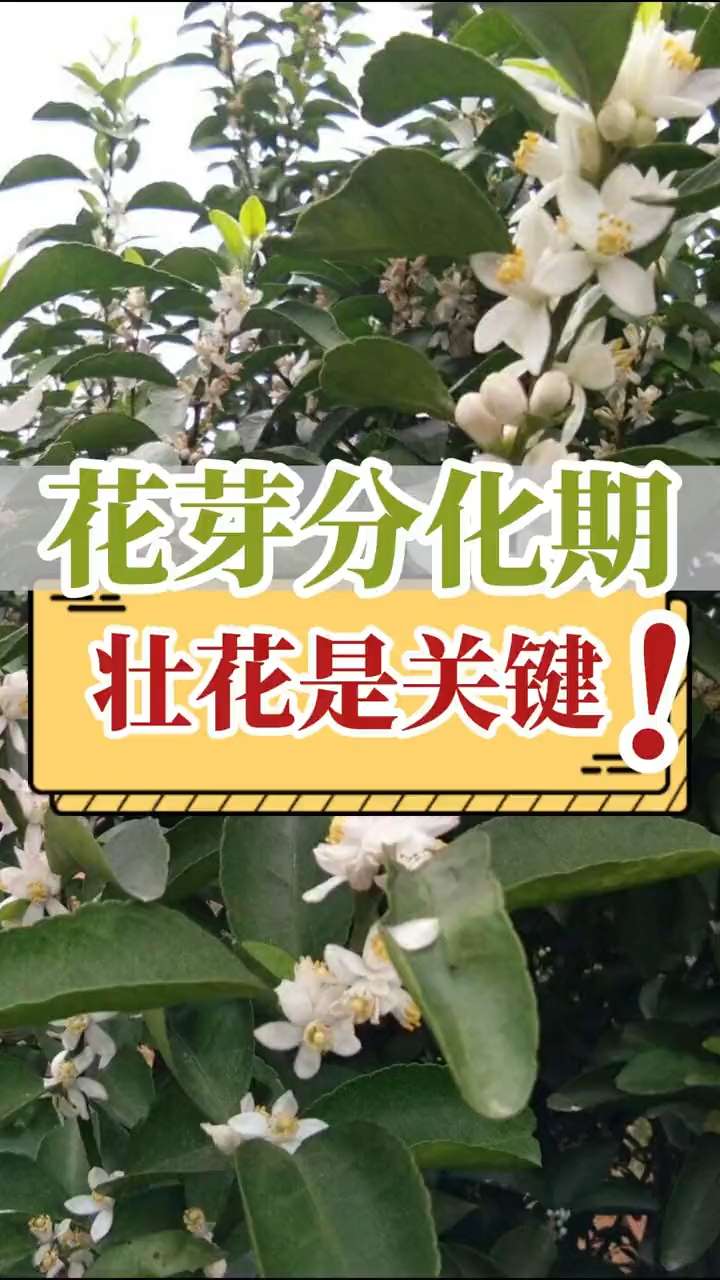 花芽分化期，壯花是關(guān)鍵！