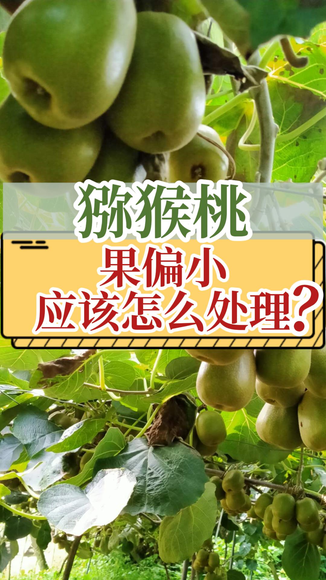 獼猴桃果個小解決辦法