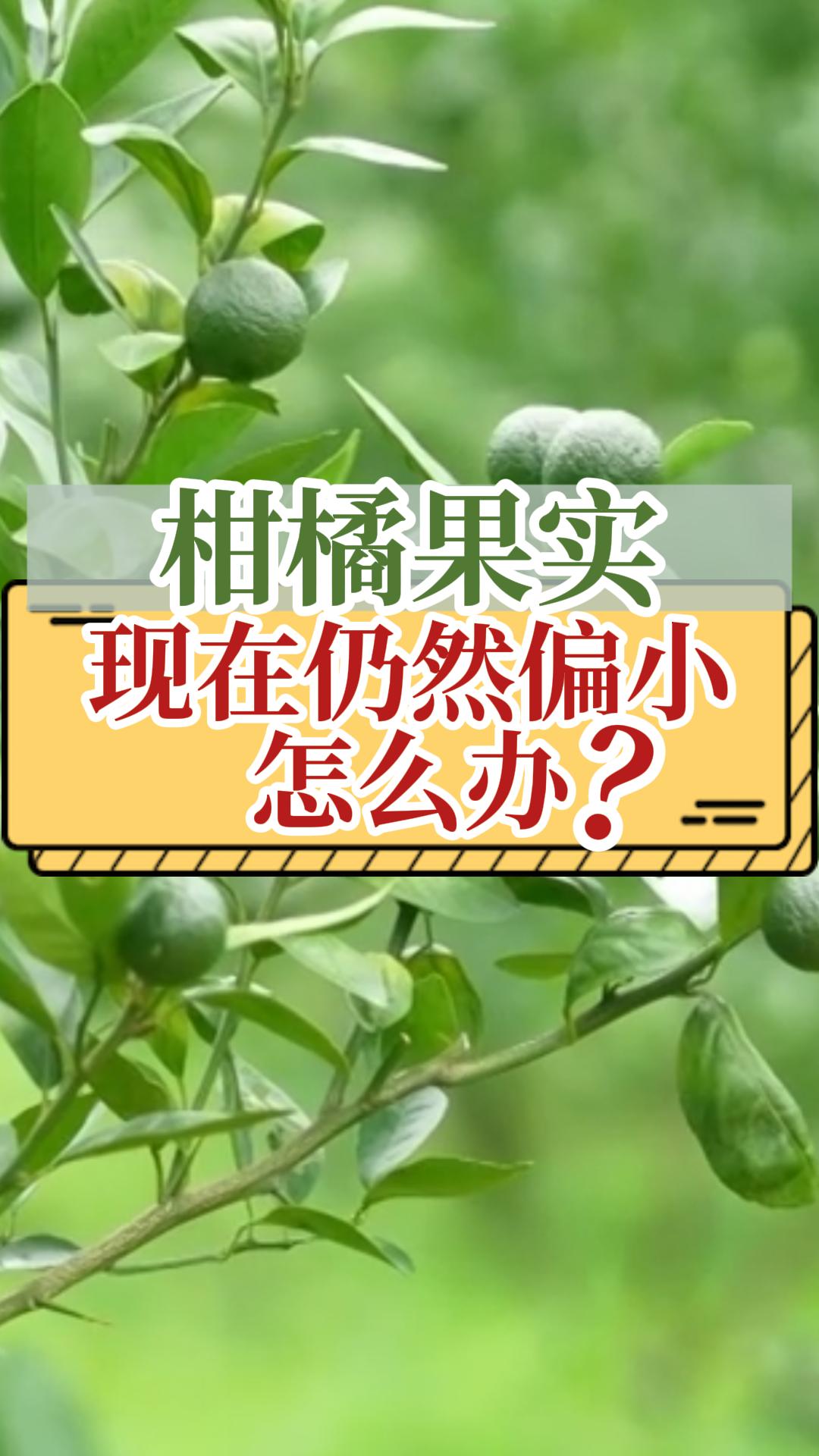柑橘膨大慢什么原因