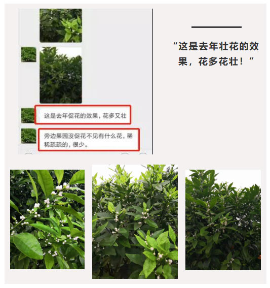 秋梢期，柑橘果農(nóng)都在做這件事……