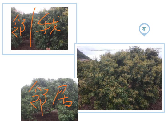 荔枝園連年高產(chǎn)，秘訣在這里