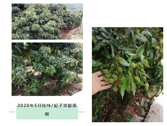 荔枝園連年高產(chǎn)，秘訣在這里