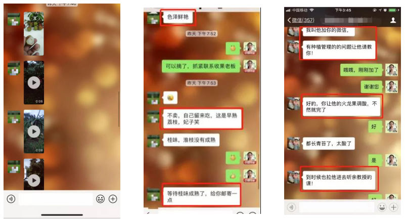 荔枝園連年高產(chǎn)，秘訣在這里