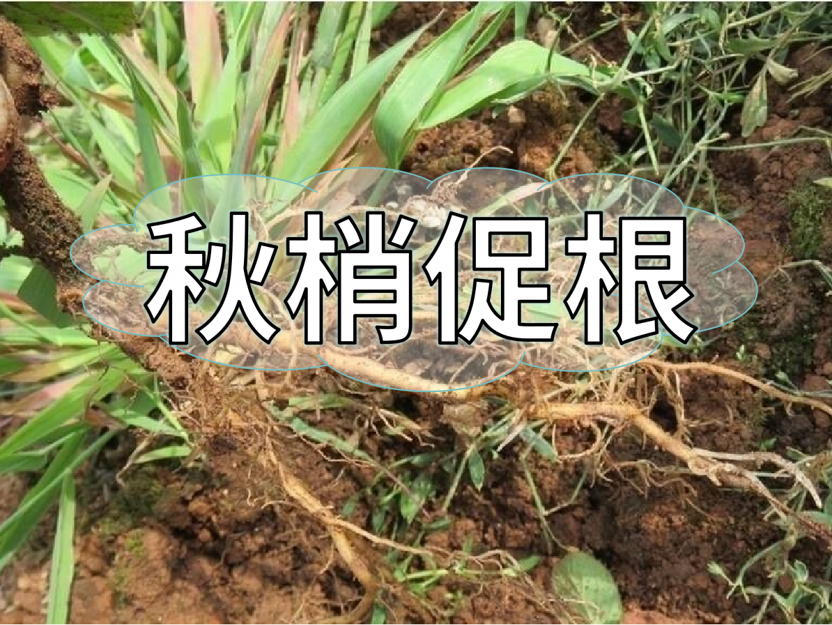 秋季促梢壯梢忙，<i style='color:red'>促根</i>養(yǎng)根才是第一步